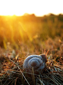 Close-up of a garden snail in grass during sunset, highlighting its shell.