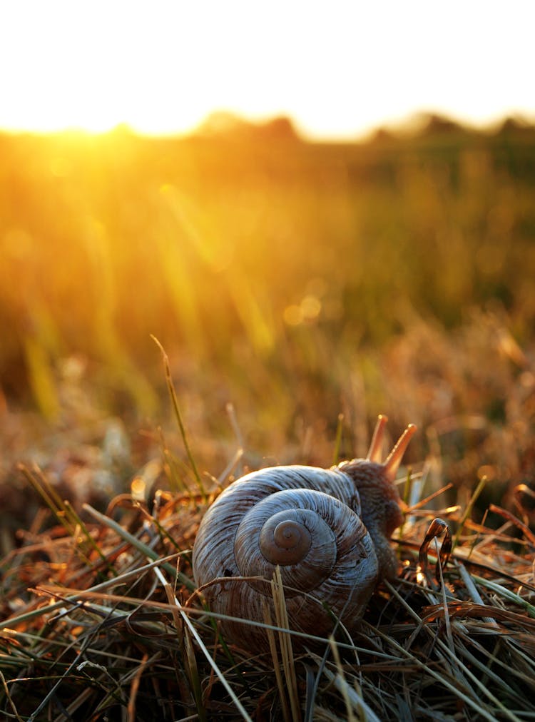 Snail Crawling On Grass