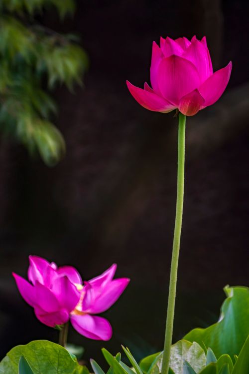 Free Vibrant pink lotus flowers standing tall outdoors, captured in pristine detail. Stock Photo