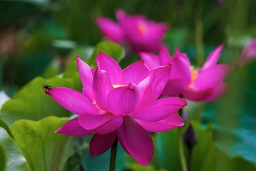 Close-Up Shot of Purple Lotus Flowers in Bloom