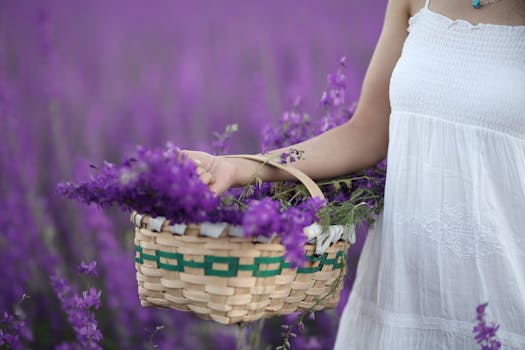 A woman in a white dress holds a woven basket in a vibrant lavender field in Isparta.
