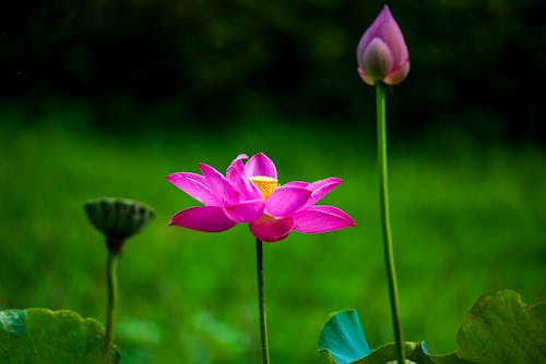 Kostenloses Stock Foto zu blume, blütenblätter, blütenknospe