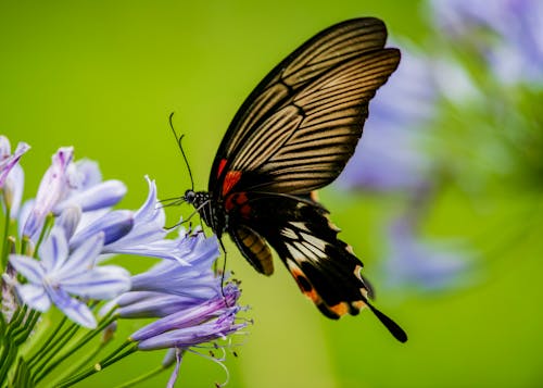 Black Butterfly Perched on a Beautiful Flower