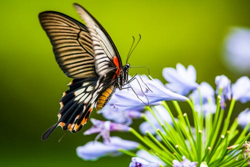 Close-Up Shot of a Butterfly Perched on Blue Flowers