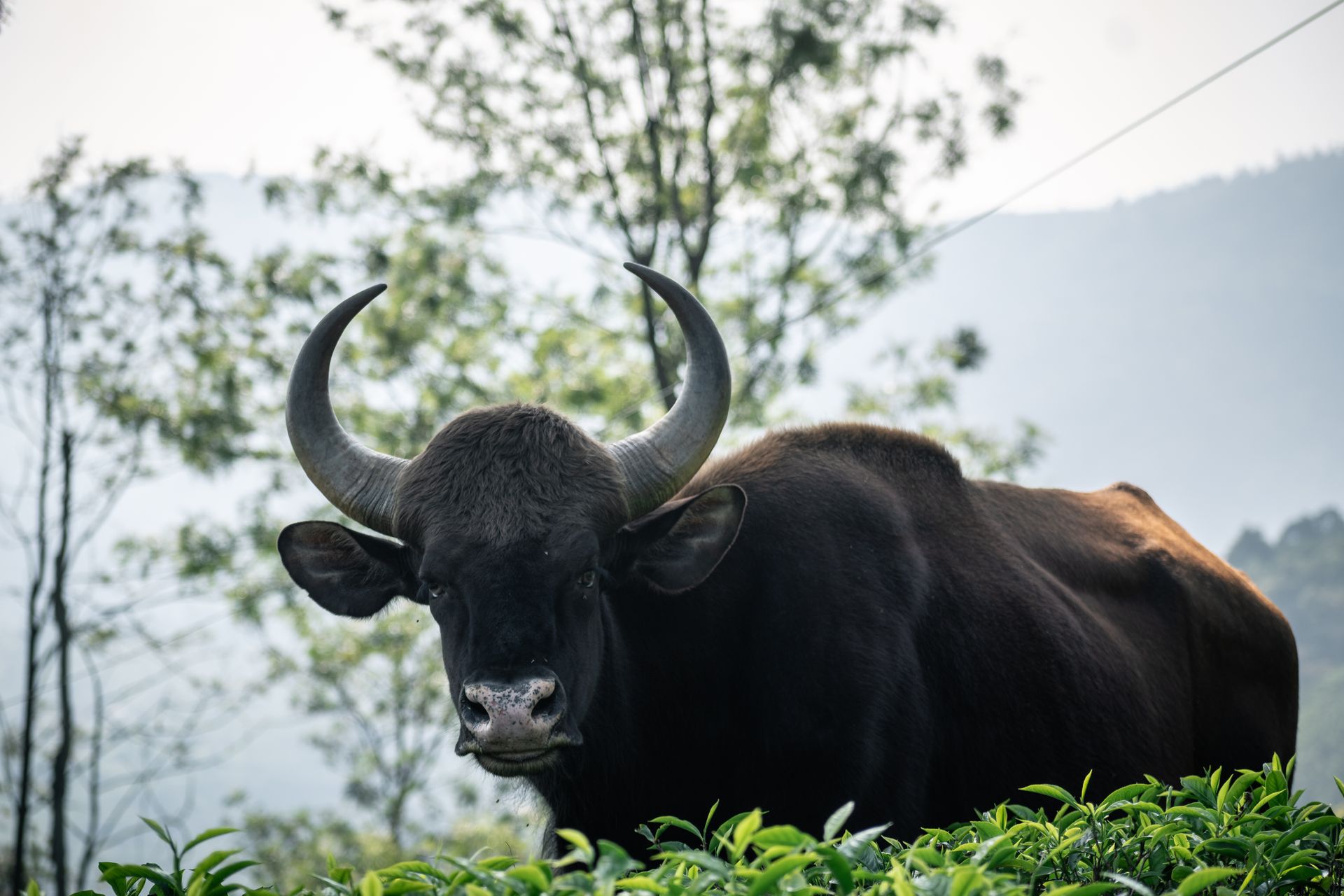 Majestic Indian bison captured in the lush landscapes of Ooty, India.