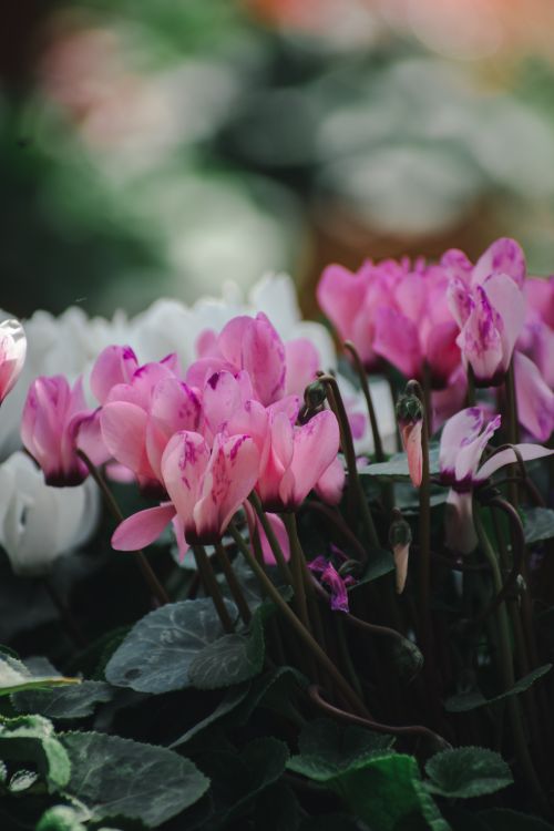 Free Vibrant cyclamen blossoms with lush green leaves in an Ooty garden, capturing nature's elegance. Stock Photo