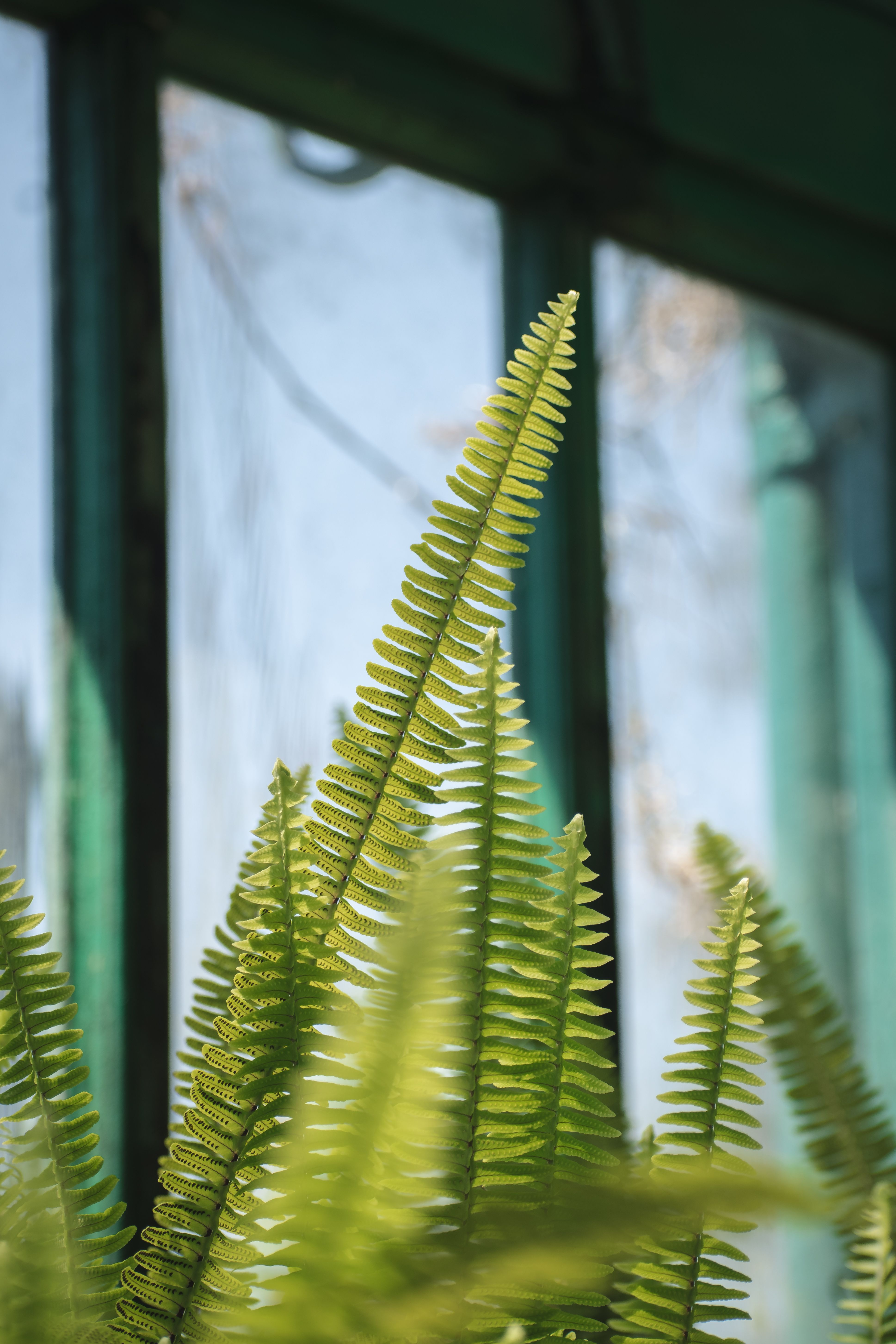 Plants in a Botanical Garden · Free Stock Photo