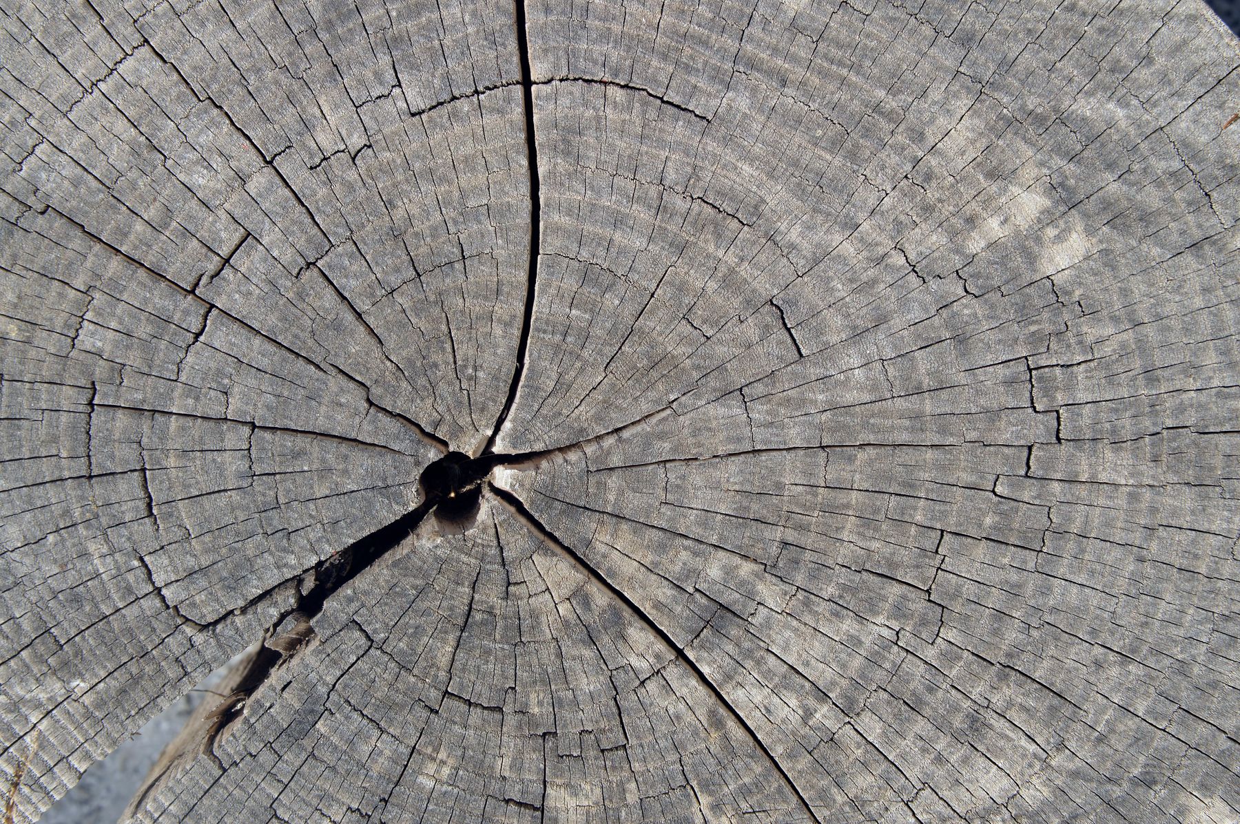 Macro view of the growth rings radiating across a freshly cut trunk — photograph by Davis Vidal on Pexels