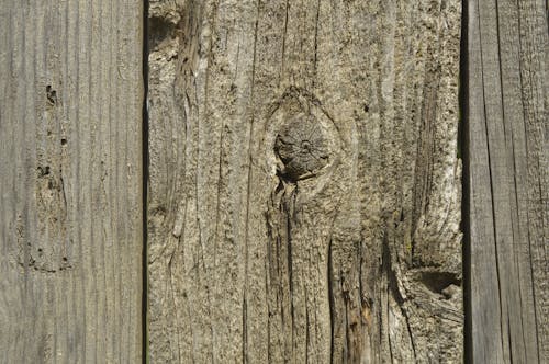 Free stock photo of texture, wood texture, wooden