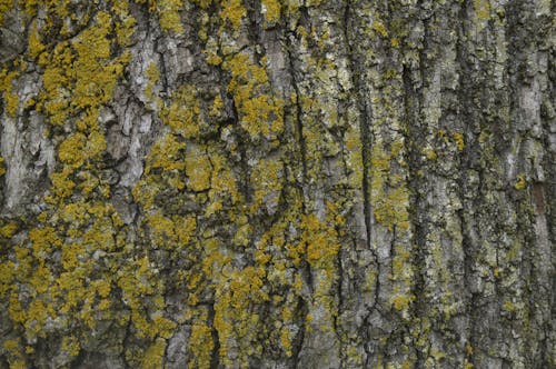 Close Up Shot of a Tree Bark