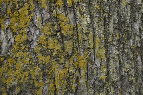 Foto d'estoc gratuïta de escorça d'arbre, primer pla, textura