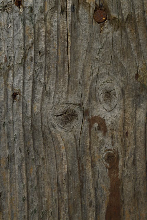 Základová fotografie zdarma na téma detail, dřevo, drsný