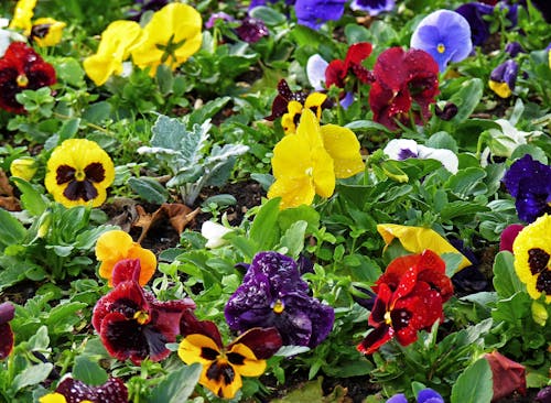 Gratis stockfoto met blauwe bloemen, bloemen, festival van kleuren