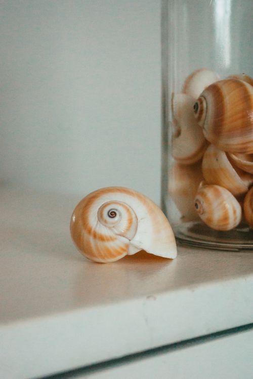 Free A close-up of elegant seashells neatly arranged in a jar on a minimalist shelf. Stock Photo