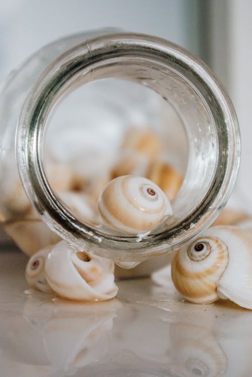 Close-up of Seashells in a Glass Container 