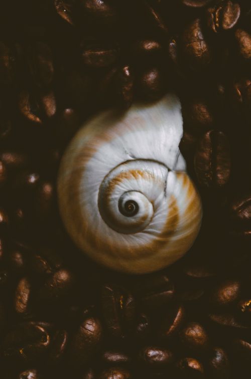 Free A detailed close-up of a seashell surrounded by roasted coffee beans. Stock Photo