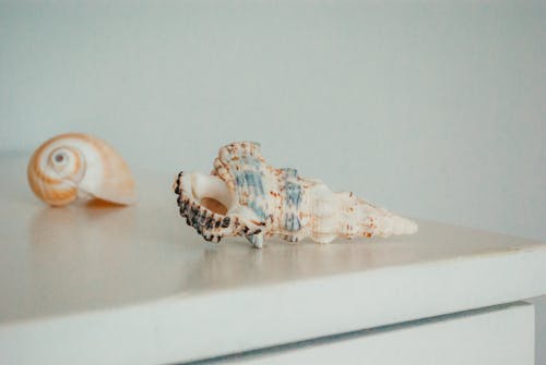 Close-up of Two Snail Seashells 