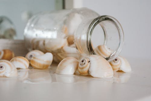 Seashells in a Glass Jar