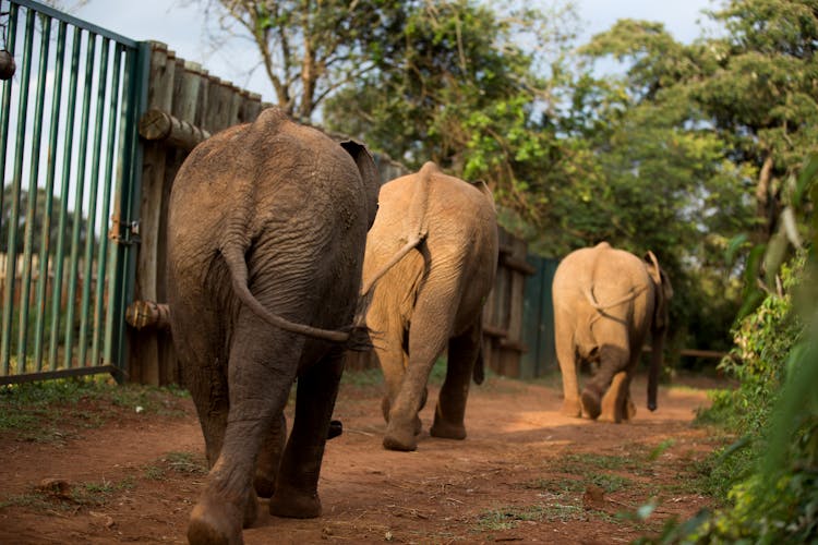 Elephants Walking In The Zoo