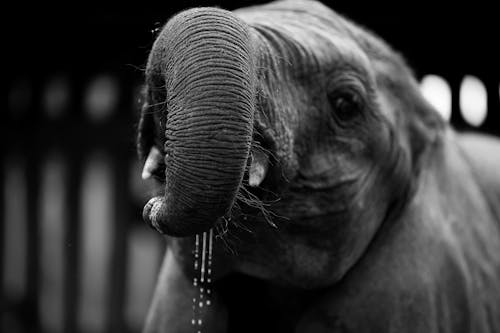 Grayscale Photo of an Elephant 