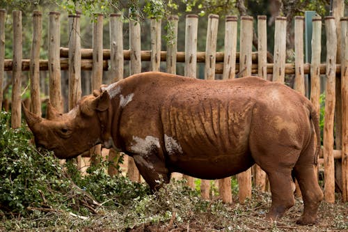 Brown Rhinoceros
