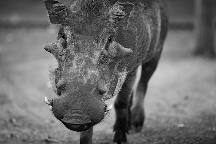 Grayscale Photo Of A Warthog 