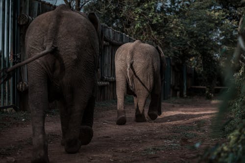 Free Elephant Walking on Dirt Road Stock Photo