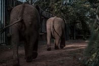 Elephant Walking on Dirt Road