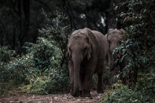 bezplatná Základová fotografie zdarma na téma africký slon, bushland, chůze Základová fotografie