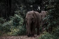 Elephants Walking Through Dense Bushland
