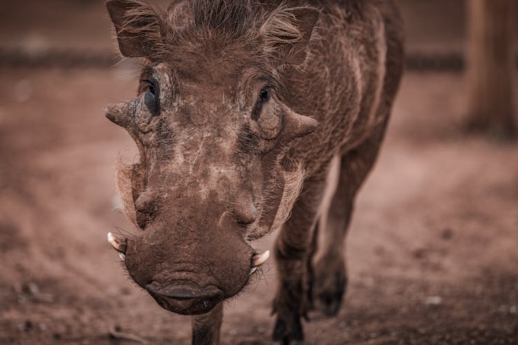 Close-Up Shot Of A Warthog 