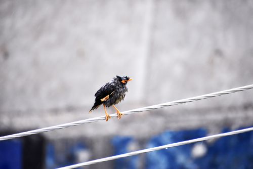 Free A wet hummingbird perches on a wire against a blurred background on a rainy day. Stock Photo