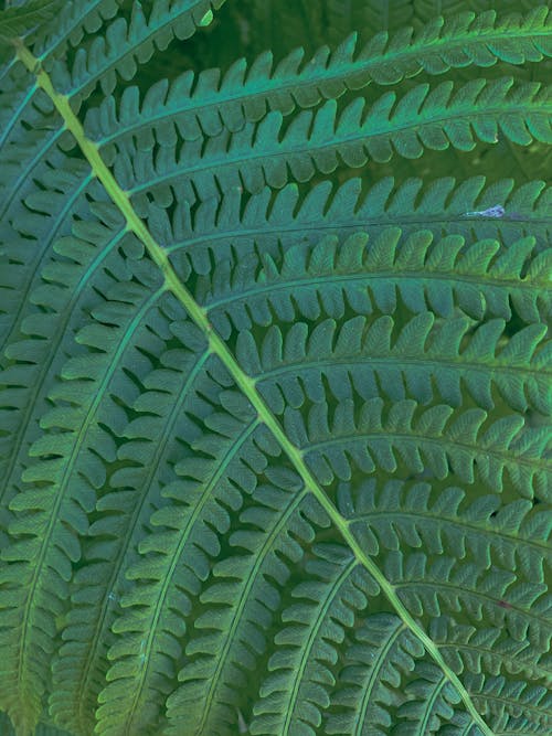 Free Green Fern Leaves In Close Up View Stock Photo