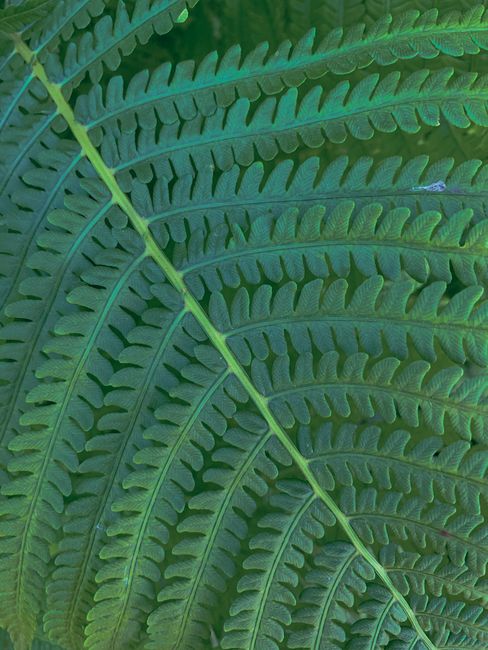 Detailed close-up of a lush green fern leaf displaying intricate patterns and texture.