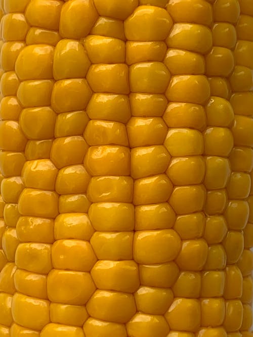 Free Close-up Photo of Corn  Stock Photo