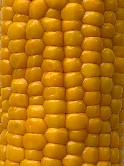 Detailed close-up view of vibrant yellow corn kernels on the cob.