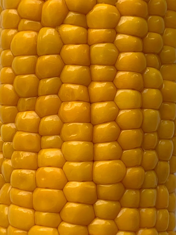 Corn grains yellow kernels