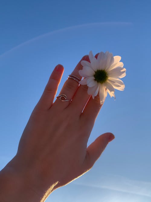 Person Holding White Daisy Flower