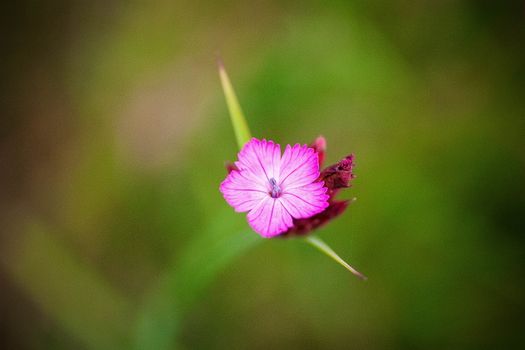Pink Flower in Tilt Shift Lens