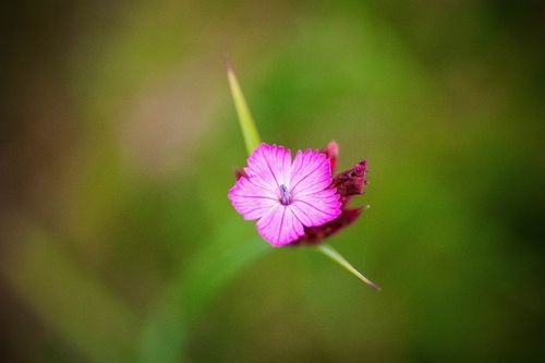 Free Close-up of a vibrant pink dianthus flower in bloom on a green blurred background. Stock Photo