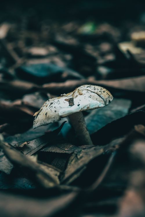 Free A detailed close-up of a mushroom growing among leaves in a forest setting, showcasing nature's beauty. Stock Photo