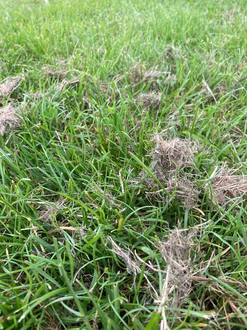 Free stock photo of cut grass, grassy area