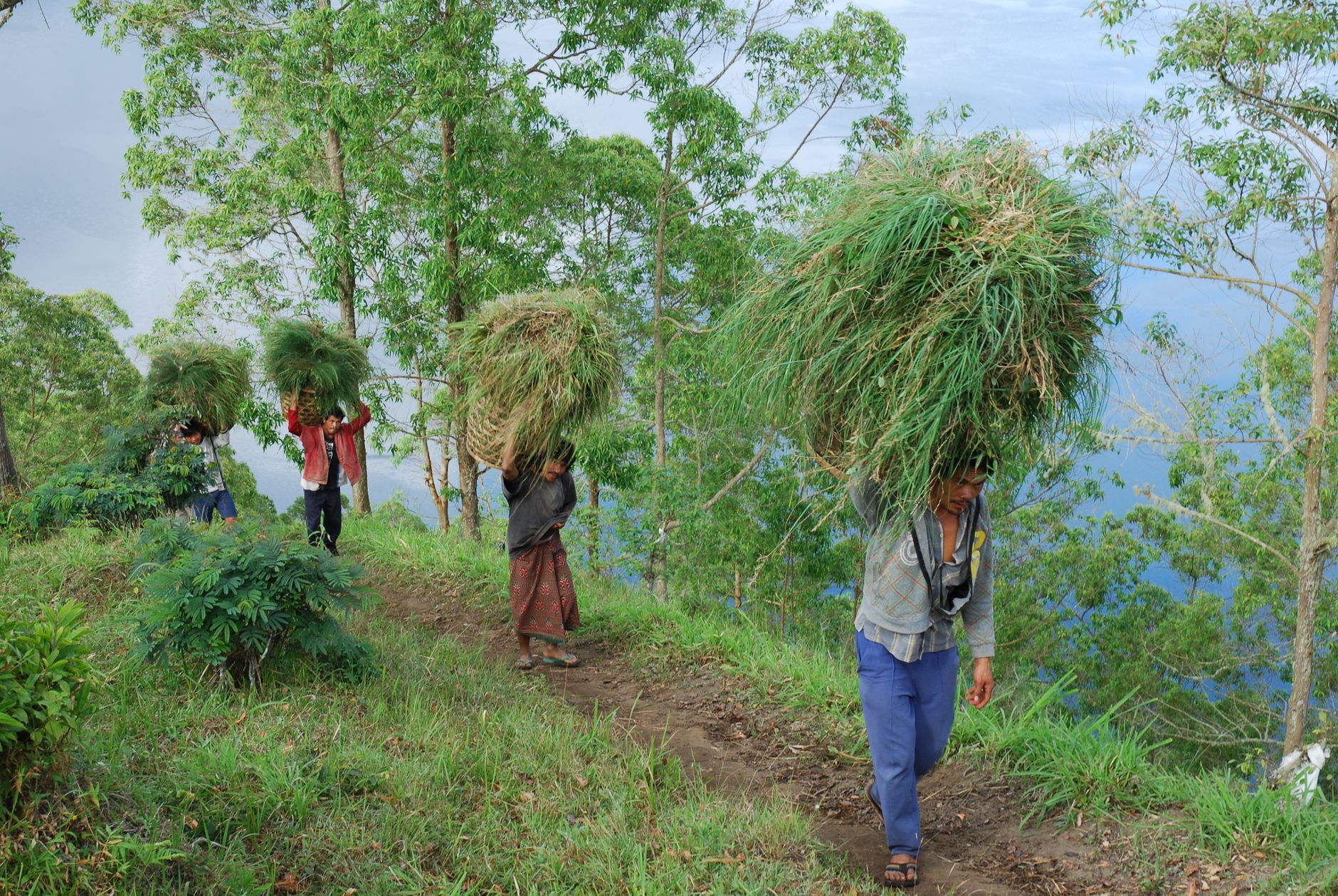 Farmers in Bali carrying large bundles of grass through a lush rural landscape.