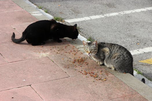 Two stray cats eating food on a city sidewalk, one black and one tabby.