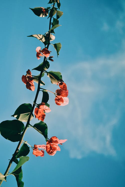 คลังภาพถ่ายฟรี ของ angiosperms, tracheophytes, ดอกไม้