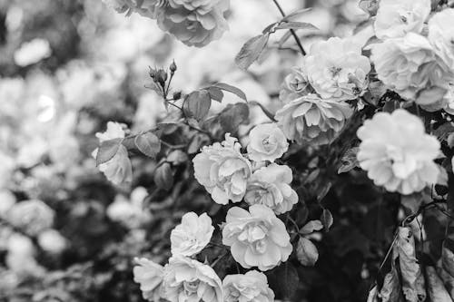 Grayscale Photo of Pretty Flowers