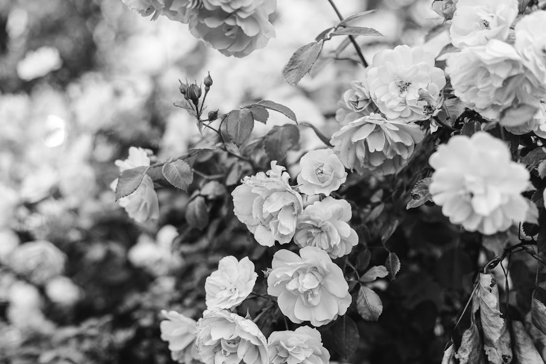 Grayscale Photo of Pretty Flowers