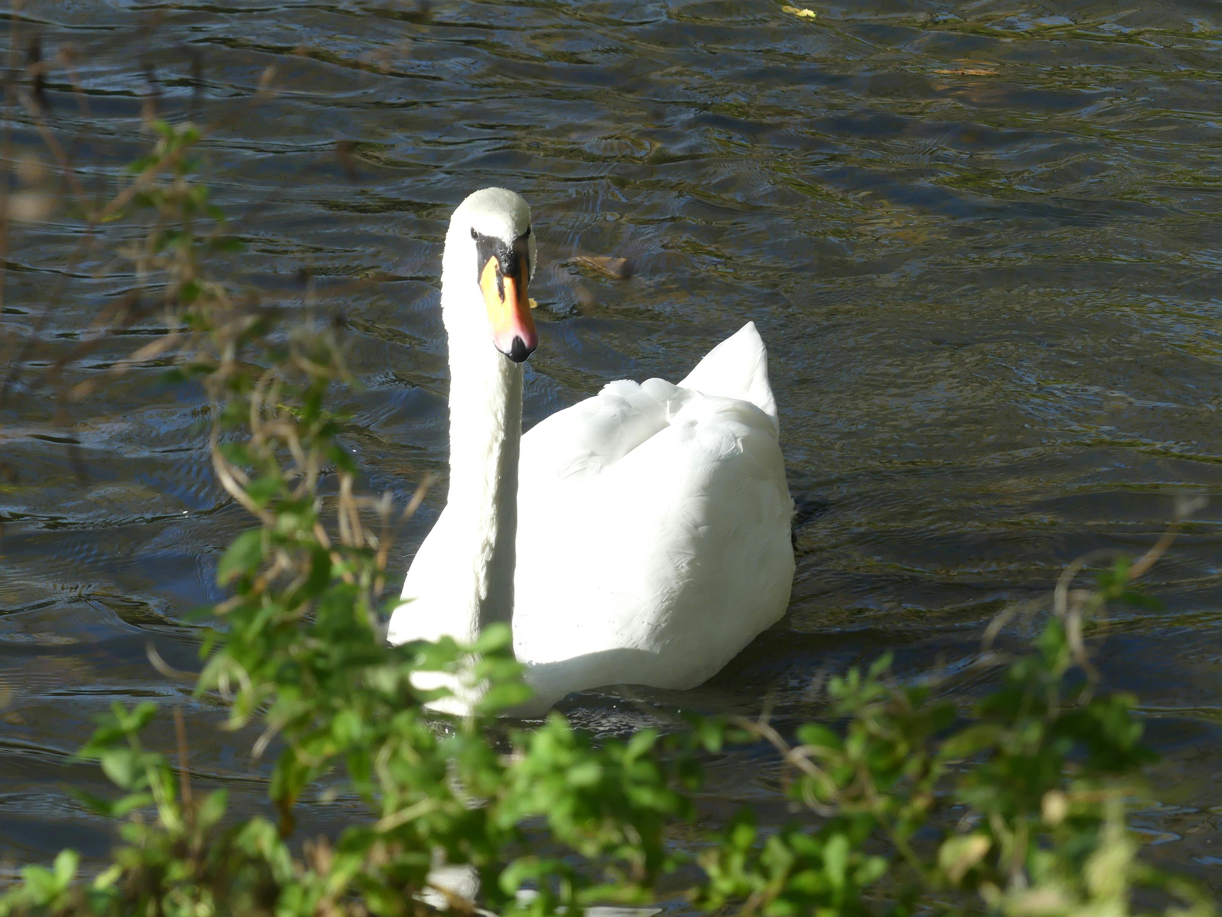 Personne âgée souriante faisant des exercices sur chaise avec un coach
