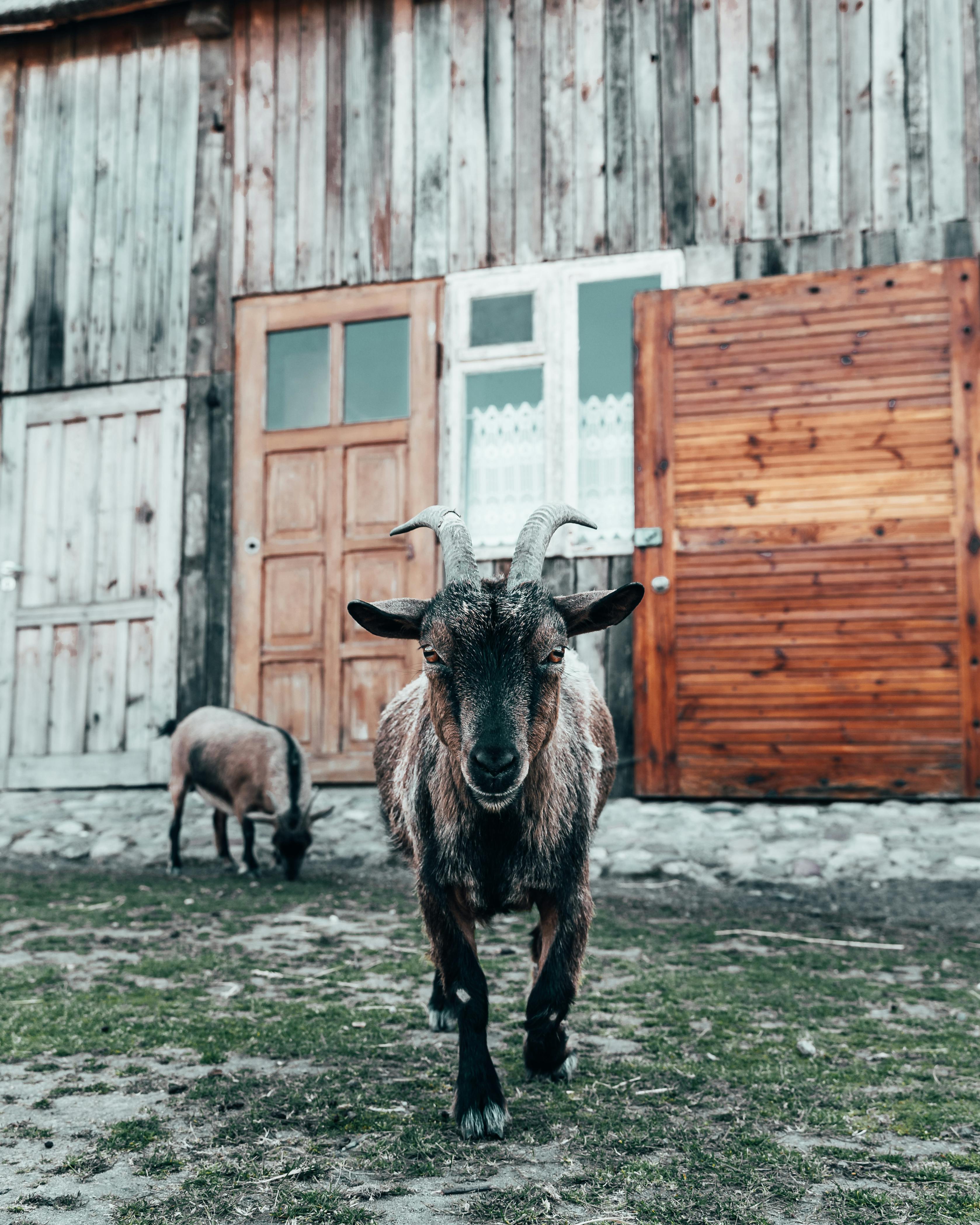 grátis Foto profissional grátis de agricultura, aldeia, ambiente rústico Foto profissional