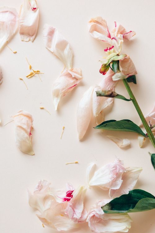 Free A scattered display of pink flower petals on a soft, light background creates a serene scene. Stock Photo
